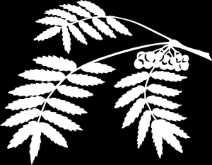 Листья рябины - картинки для гравировки